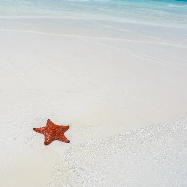 Estrela-do-mar em água límpida — Fotografia de Stock
