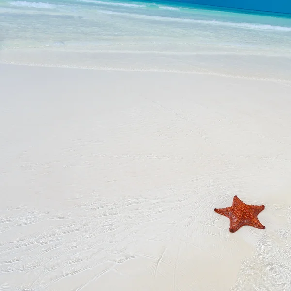 Estrella de mar en aguas claras Imágenes De Stock Sin Royalties Gratis