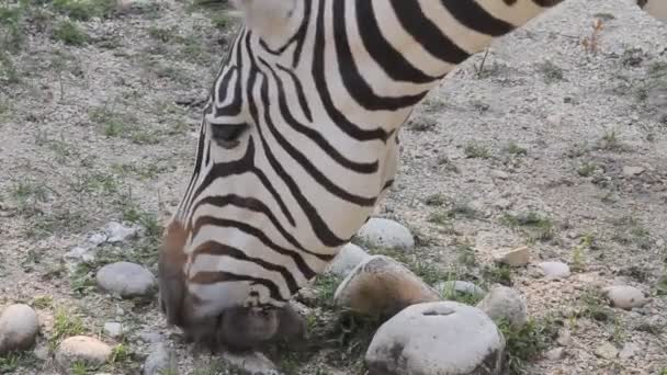 Zebra äter gräs i zoo — Stockvideo