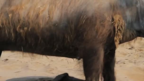 Triest Camel in de dierentuin — Stockvideo