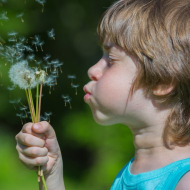 Çocuk üfleme karahindiba