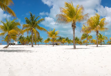 beyaz kum üzerinde palmiyeler. Playa sirena. Cayo largo. Küba.
