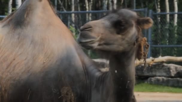 Sad Camel in the zoo — Stock Video