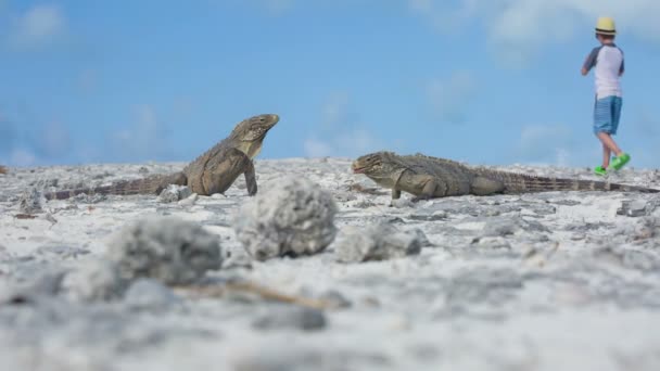 Little boy photographing iguana — Stock Video