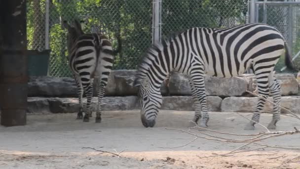 Cebras en el zoológico — Vídeo de stock