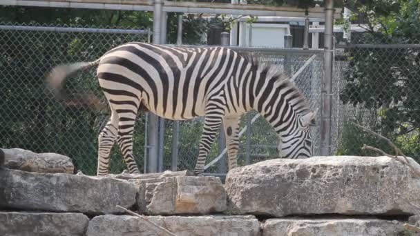 Zebra in zoo — Stock Video