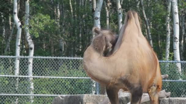 Грустный верблюд в зоопарке — стоковое видео