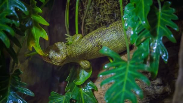 Solomon Island skink — Stockvideo