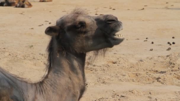 Sad Camel in the zoo — Stock Video