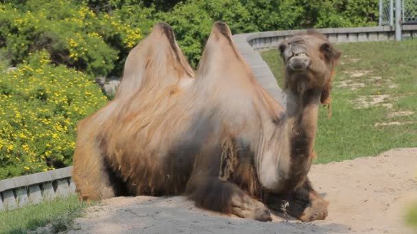 Sorgliga kamel i djurparken — Stockvideo