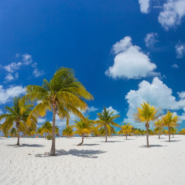 Palm trees on the white sand. — Stock Photo, Image