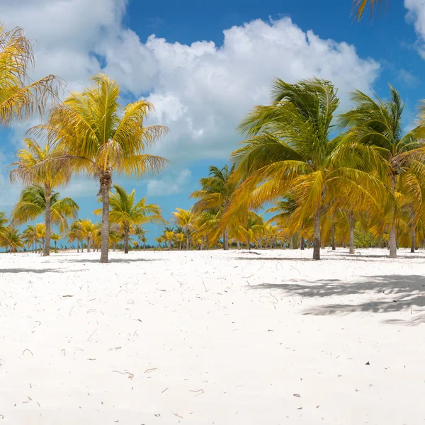 Palm trees on the white sand. — Stock Photo, Image