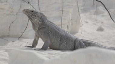 Küba kaya iguana
