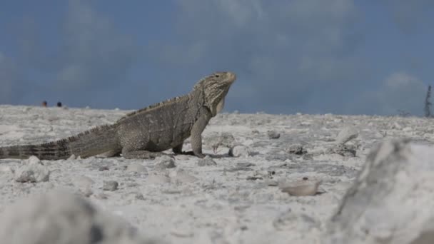 Iguana rochosa cubana — Vídeo de Stock
