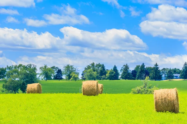 Pacas redondas de heno en el campo verde — Foto de Stock