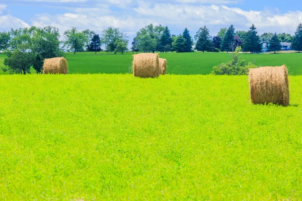 Kerek széna bálák a zöld mezőn — Stock Fotó