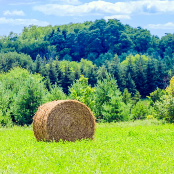 Fardos de feno redondos no campo verde — Fotografia de Stock