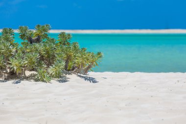 在长岛岛地处热带的海滩
