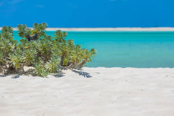 Praia tropical na ilha Cayo Largo — Fotografia de Stock