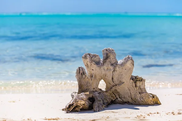 Addertje onder het gras op de tropisch strand — Stockfoto