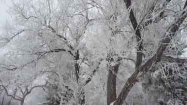 Karla kaplı ağaçlarla kaplı kış parkı
