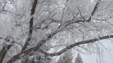 Karla kaplı ağaçlarla kaplı kış parkı