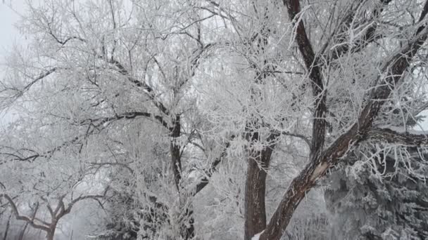 Karla kaplı ağaçlarla kaplı kış parkı — Stok video