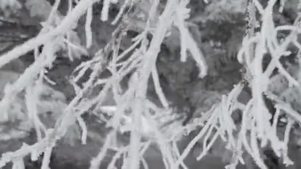 Árbol cubierto de nieve — Vídeos de Stock