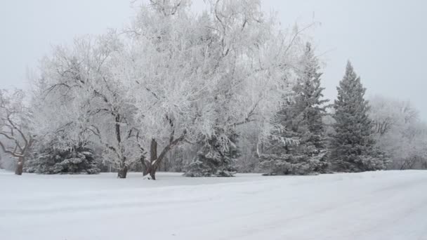 Parque de invierno con árboles cubiertos de nieve — Vídeos de Stock