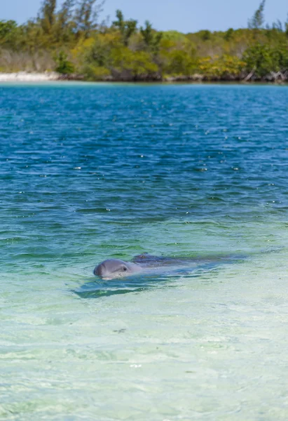 Delfini nel mare dei caraibi. Cayo largo — Foto Stock