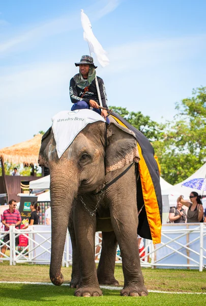 大象马球比赛 — 图库照片