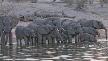 Afrika filleri içme