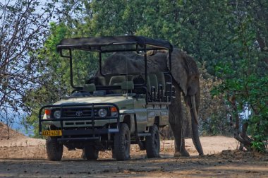 Afrika fili yürüyüş
