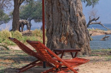 Afrika fili yürüyüş