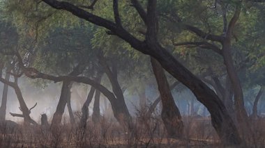 Afrika filleri yürüyüş