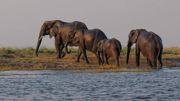 Afrikanischer Elefant beim Baden — Stockfoto