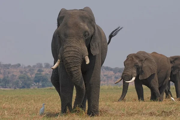 Slon africký, krmení — Stock fotografie