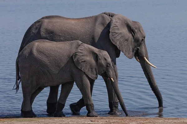 Éléphant d'Afrique marche — Photo