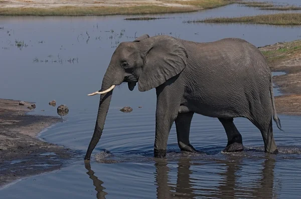 Éléphant d'Afrique marche — Photo