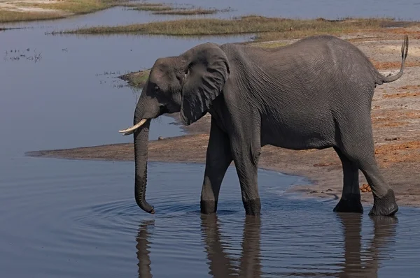 African Elephant walking — Stock Photo, Image