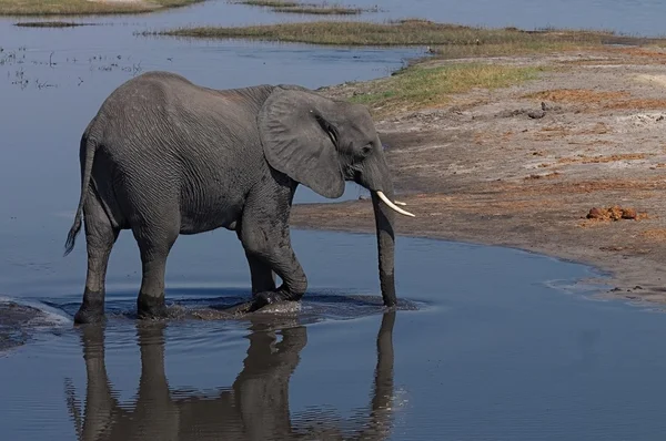 Éléphant d'Afrique marche — Photo