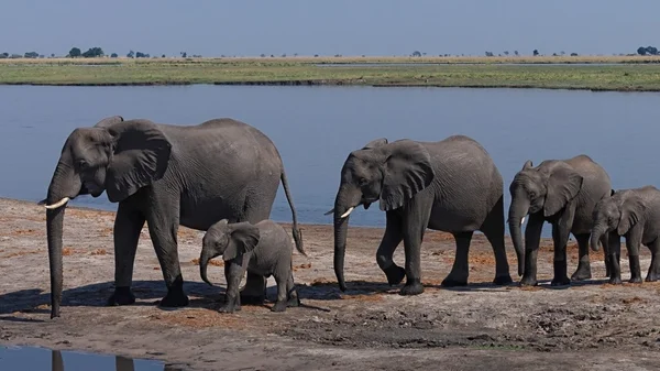 Afrikanische Elefanten gehen — Stockfoto