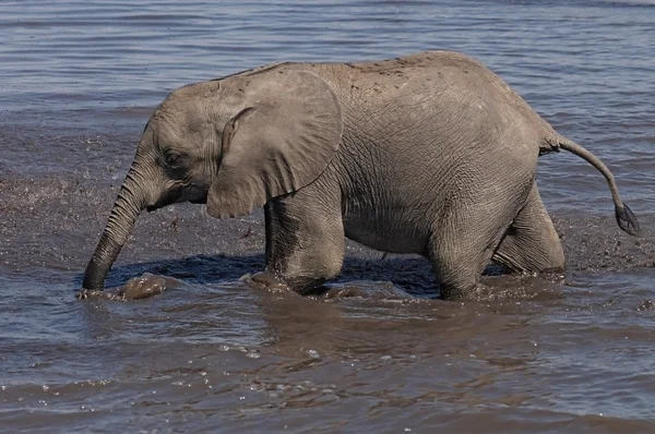 African Elephants bathing — Stockfoto