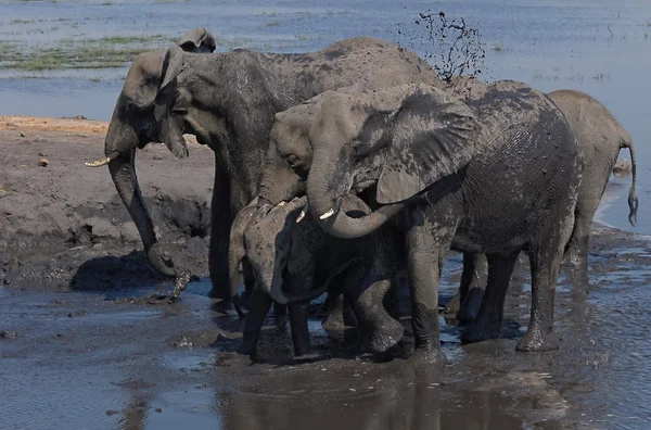 Afrikanische Elefanten beim Baden — Stockfoto