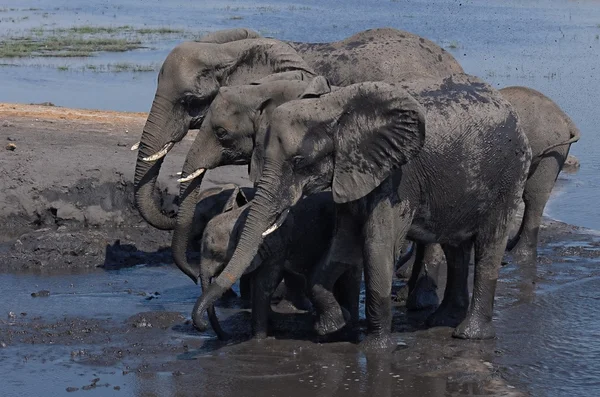 Afrikanische Elefanten beim Baden — Stockfoto