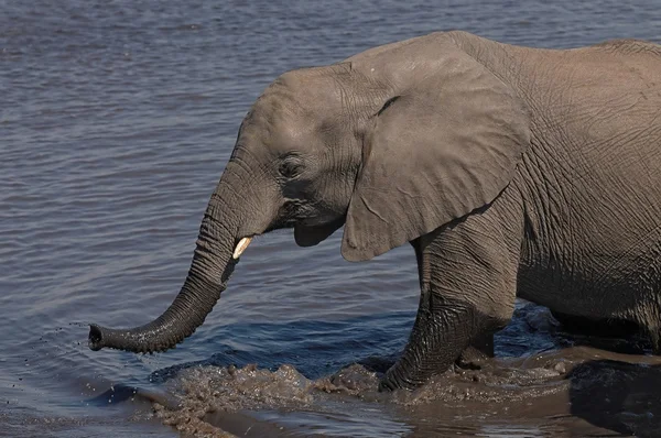 Elefantes africanos bañándose — Foto de Stock