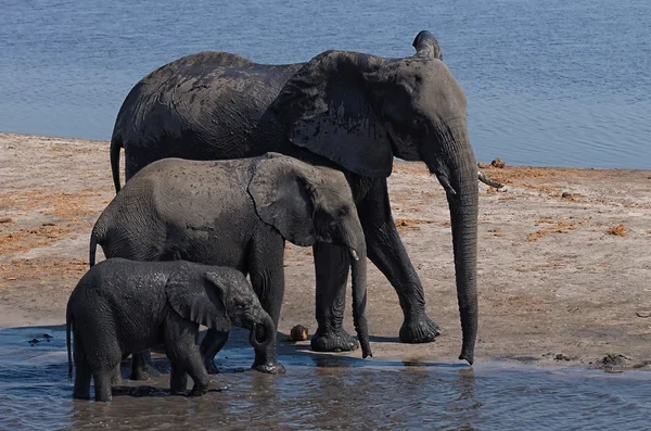 Afrikanische Elefanten gehen — Stockfoto