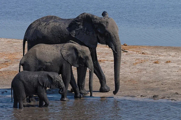 Éléphants d'Afrique marche — Photo