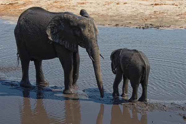 African Elephants talking — Stock fotografie