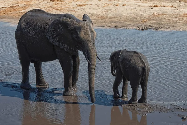 Éléphants d'Afrique parlant — Photo